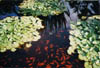 02 Jardin Majorelle