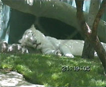 18 Ses tigres blancs