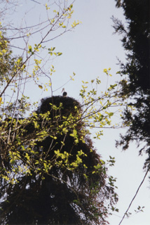 030101 46Cigogne à Volubilis