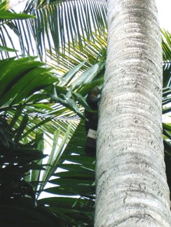 297 J10 Phuket Patong ecureuil