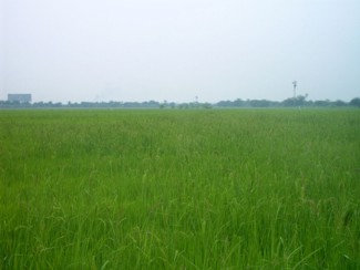 018 J1 Samut Songkhram rizière