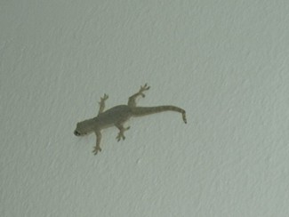 022 J1 Cha Am lezard