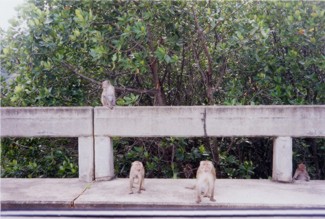 041 J2 PN singes
