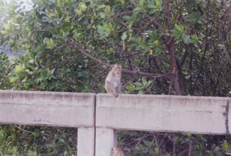 043 J2 PN singes