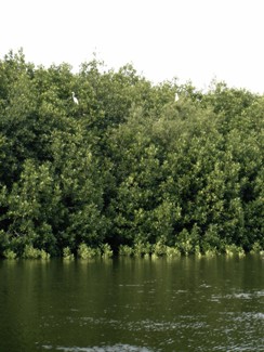 058 J2 PN nature