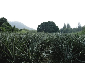 066 J2 Prachuap Khriri Khan ananas
