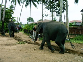 090 J4 Samui Chaweng elephants