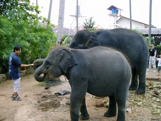 091 J4 Samui Chaweng elephants
