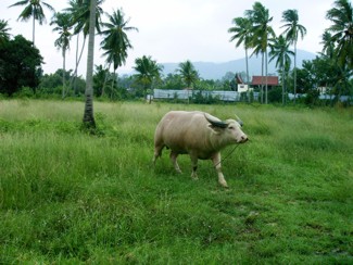 096 J4 Samui Wat Bopuht