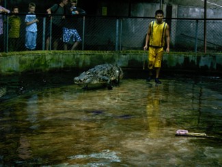 120 J4 Samui Crocodile farm