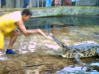 123 J4 Samui Crocodile farm