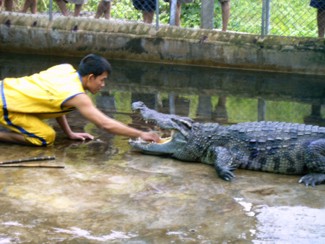 124 J4 Samui Crocodile farm