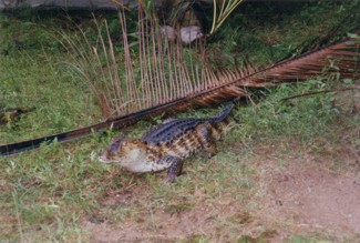 125 J4 Samui Crocodile farm