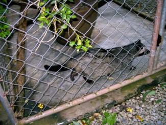 126 J4 Samui Crocodile farm