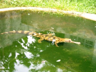 127 J4 Samui Crocodile farm