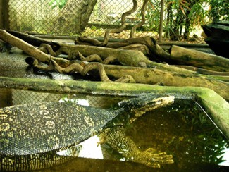 128 J4 Samui Crocodile farm varan