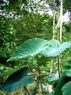 151 J5 Samui Wangsaothong waterfall