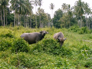 155 J5 Samui buffle