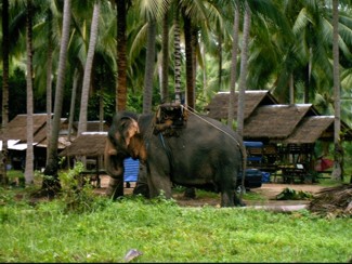 156 J5 Samui buffle