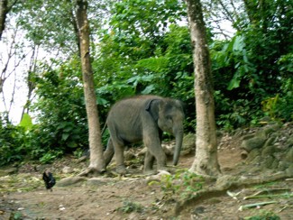 220 J7 Phuket hauteurs