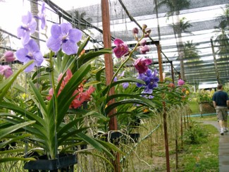 221 J7 Phuket orchid garden