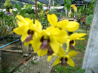 222 J7 Phuket orchid garden