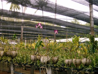223 J7 Phuket orchid garden