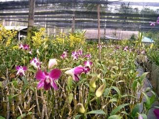 224 J7 Phuket orchid garden
