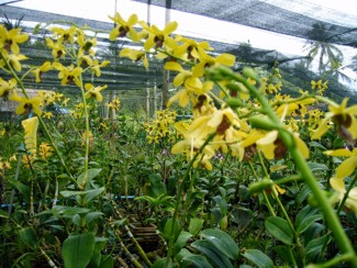 226 J7 Phuket orchid garden