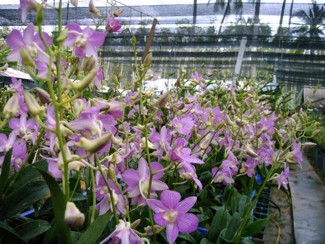 227 J7 Phuket orchid garden