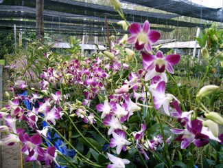 228 J7 Phuket orchid garden