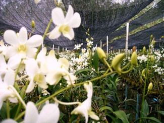 229 J7 Phuket orchid garden