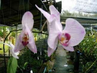 230 J7 Phuket orchid garden