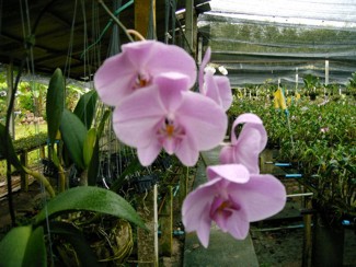 231 J7 Phuket orchid garden
