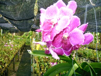 232 J7 Phuket orchid garden