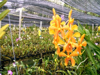 233 J7 Phuket orchid garden