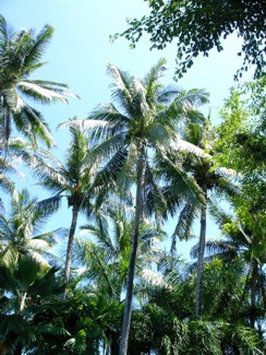 273 J9 Phuket Patong cocot iers