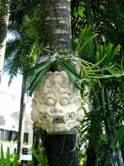 289 J9 Phuket Patong jardin