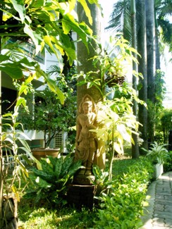 292 J9 Phuket Patong jardin