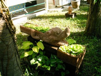 293 J9 Phuket Patong jardin