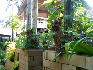 294 J10 Phuket Patong jardin