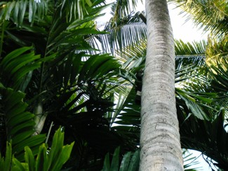 296 J10 Phuket Patong ecureuil