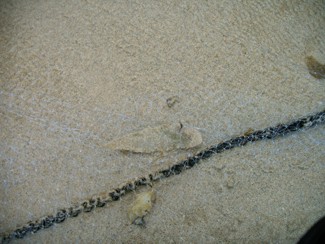 314 J11 Phuket Patong peche