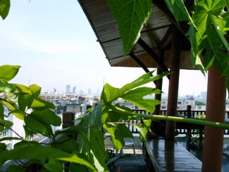 337 J12 Bangkok D&D jardin