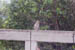 043 J2 PN singes