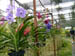 221 J7 Phuket orchid garden