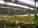 223 J7 Phuket orchid garden