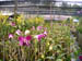 224 J7 Phuket orchid garden