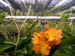 225 J7 Phuket orchid garden