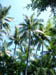 273 J9 Phuket Patong cocot iers